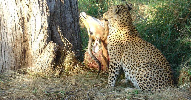 Leopard Botswana