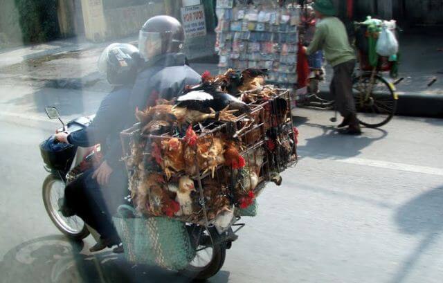 Bike with Chickens