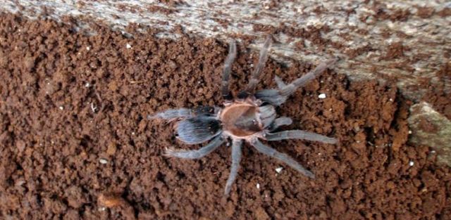 Costa Rica Spider