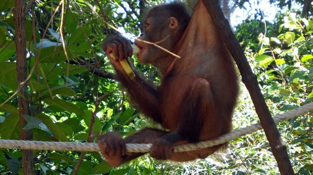 Feeding Orang-utans
