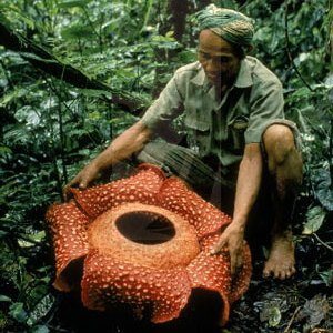 Rafflesia arnoldii, the world's largest flower