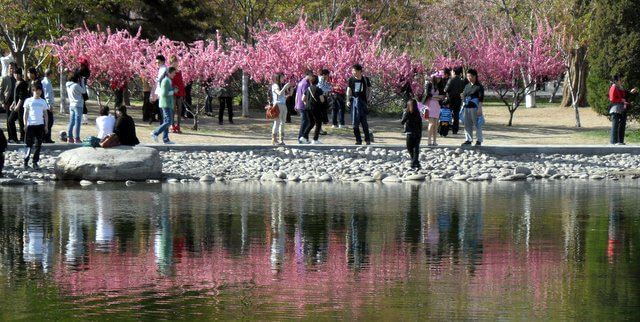 Beijing Cherry Blossom Festival