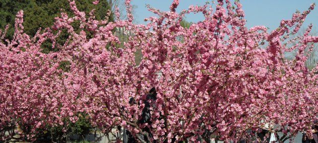 Beijing Cherry Blossom Festival
