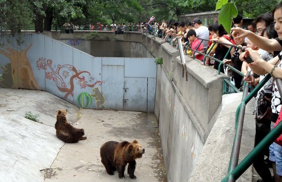 Beijing Zoo Bear