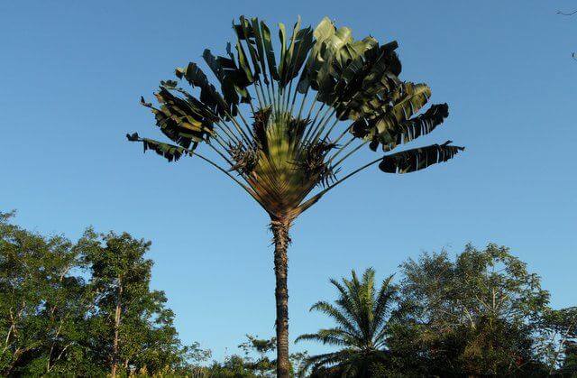 XiShuangBanna Tropical Botanical Gardens Palm Tree