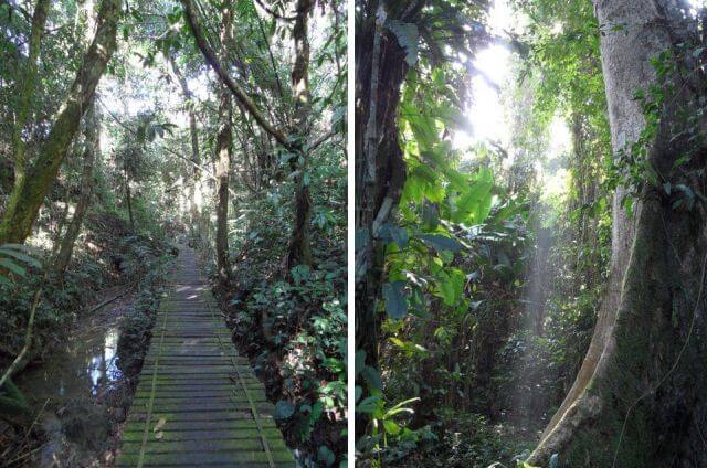 XiShuangBanna Tropical Botanical Gardens Rain Forest Path and Tree