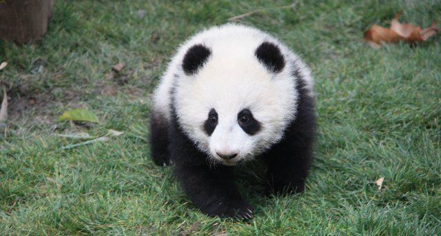 Baby Panda