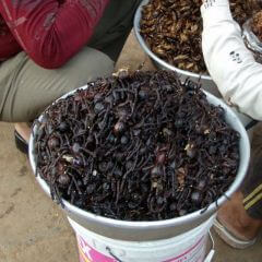 Bucket of Tarantulas