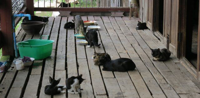 Cats at Jumping Cat Monastery
