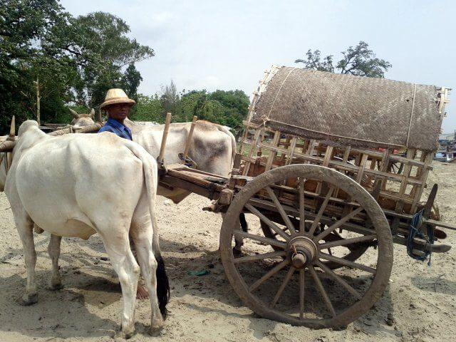 Mingun Ox Cart