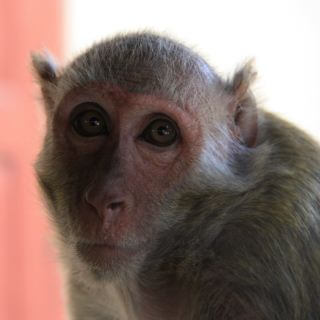 Mount Popa Monkey