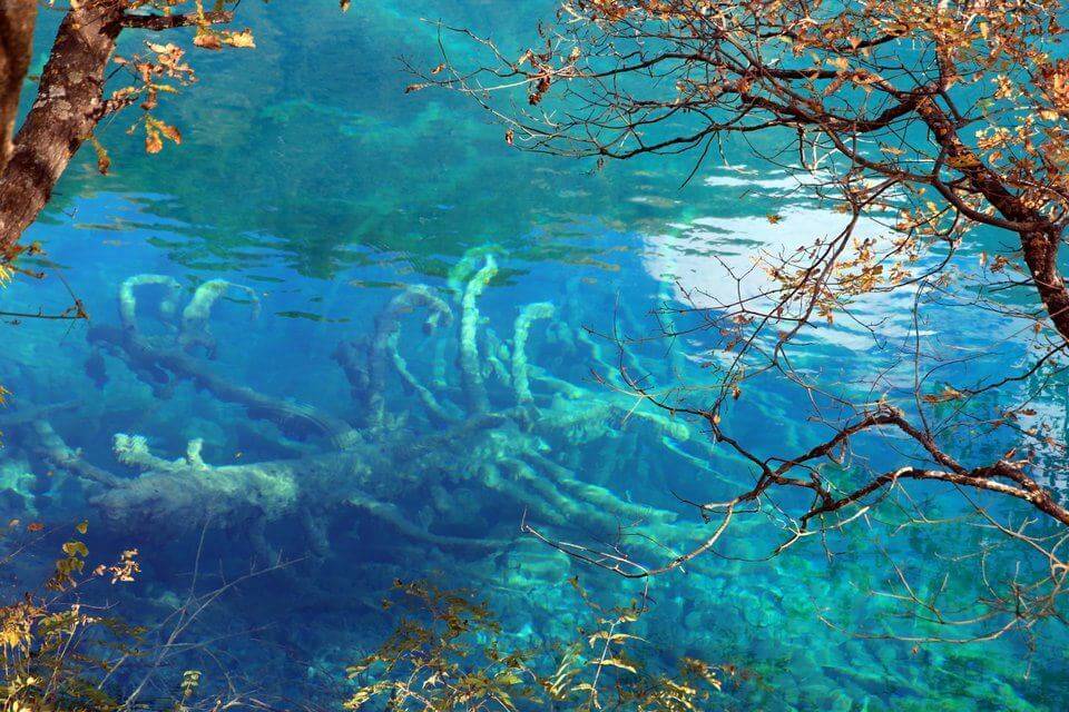 Shuzheng Lakes Fallen Tree