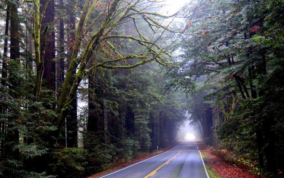 Driving through Avenue of the Giants