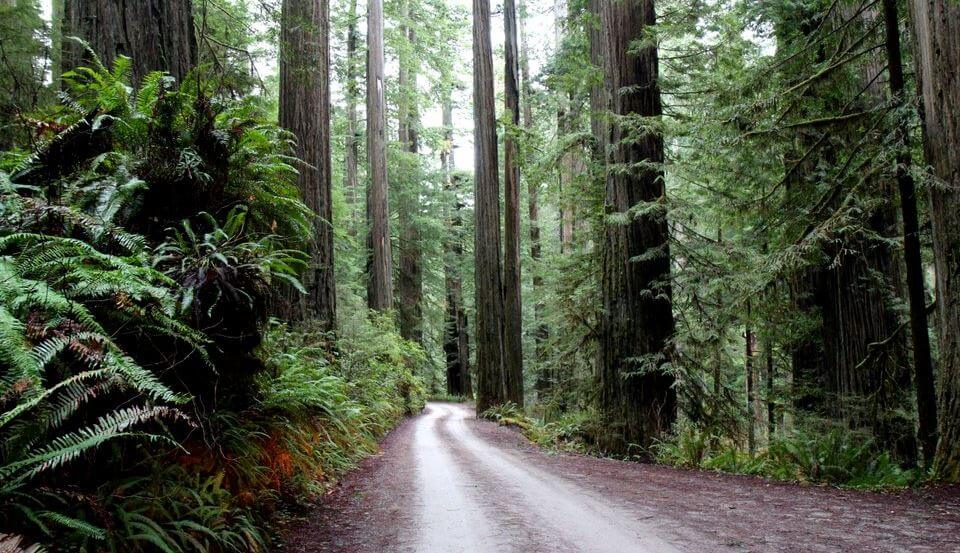 Howland Hill Road Redwood Trees