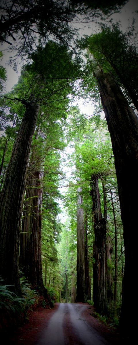 Howland Hill Road Redwood Trees