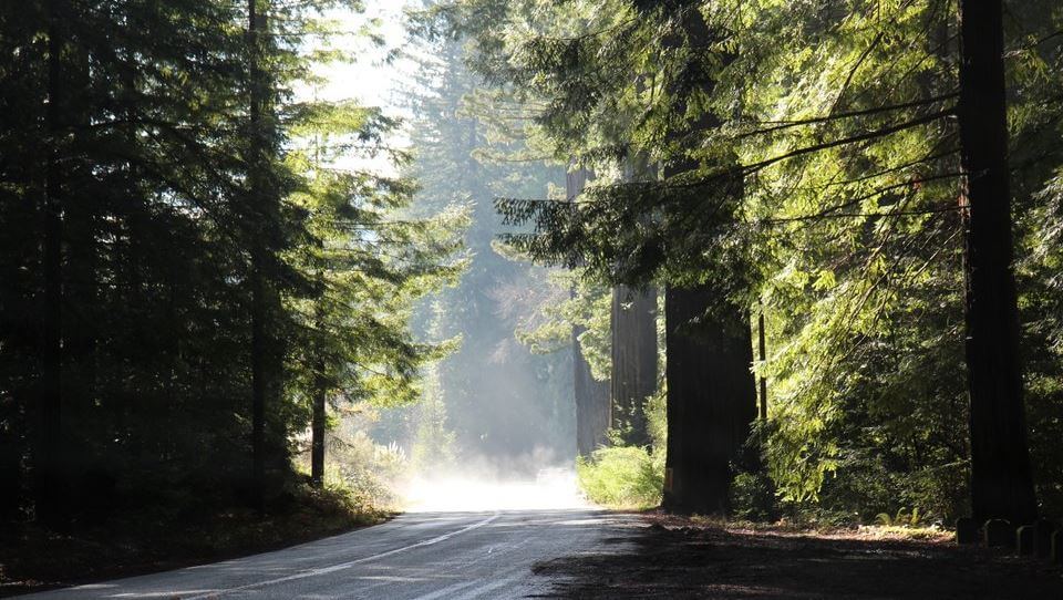 Steam coming off the road in Avenue of the Giants