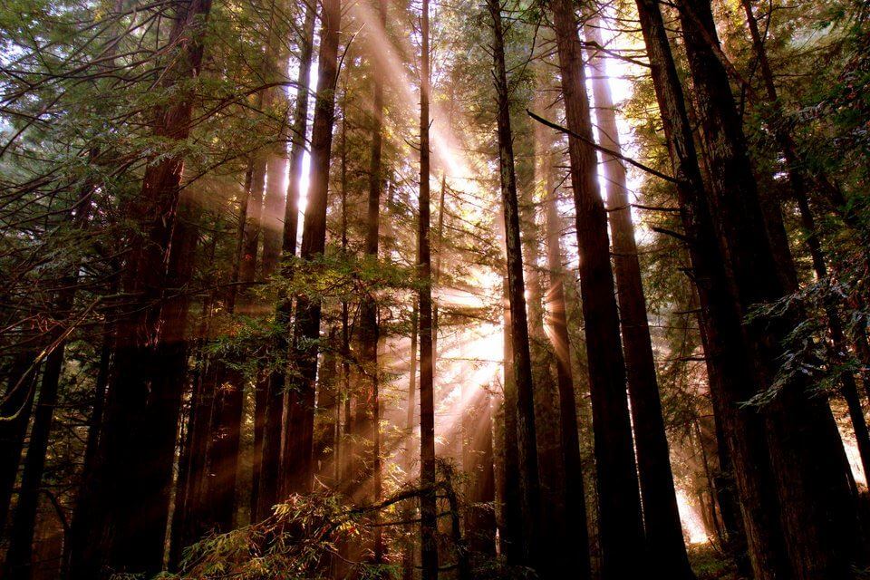 Sun rays through the redwood trees in Avenue of the Giants