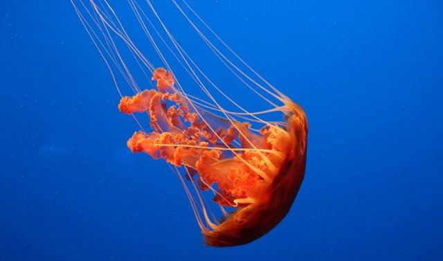 Black Sea Nettle Jellyfish