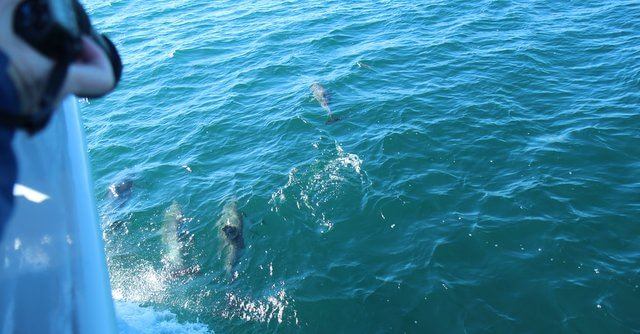 Dolphins near San Diego