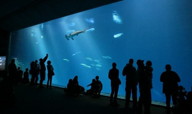 Monterey Bay Aquarium Ocean Tank