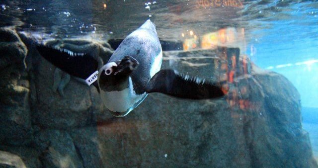 Penguin tank at Monterey Bay Aquarium