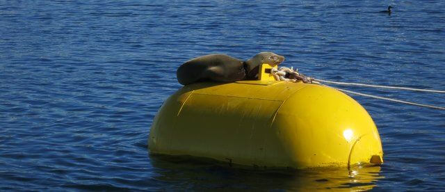 Sea-lion on a buoy