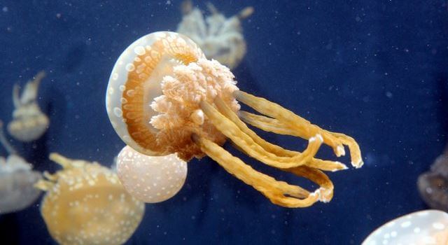 Sea Nettle Jelly