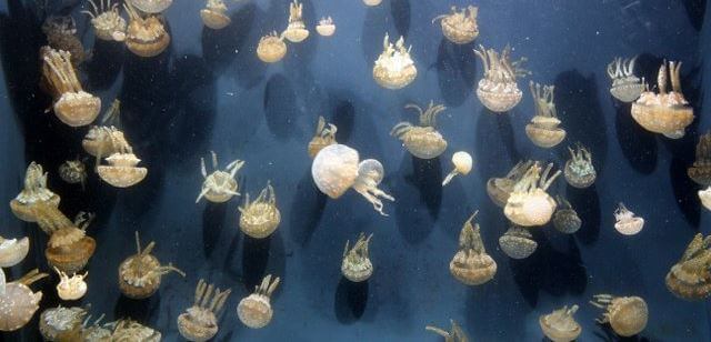 Spotted Jellies