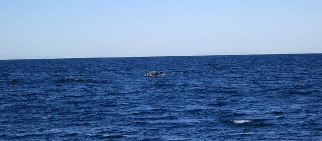 Whale breaching off San Diego