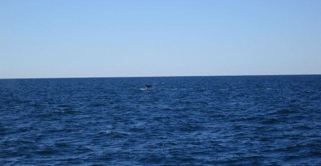 Whale-tail from a distance