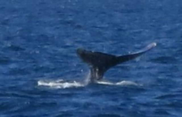 Whale-tail