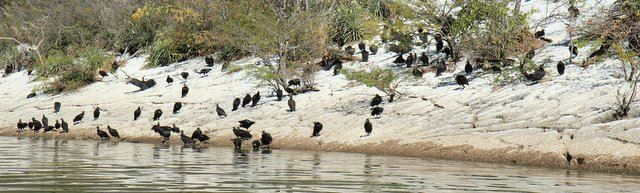 Birds in Sumidero Canyon