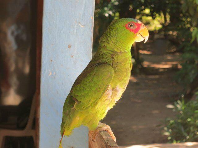 Parrot at Agua Azul in Mexico