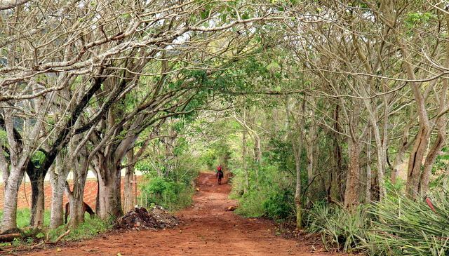 Tree passageway in Cuba
