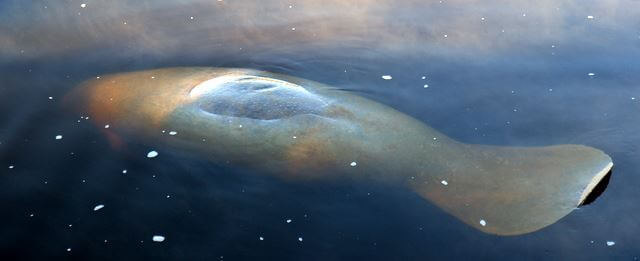 A manatee breeching the surface
