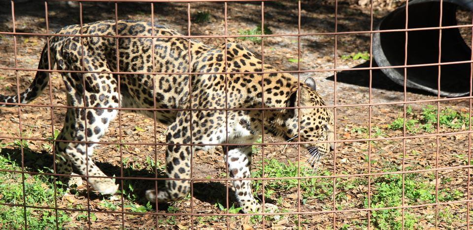 Leopard in a cage