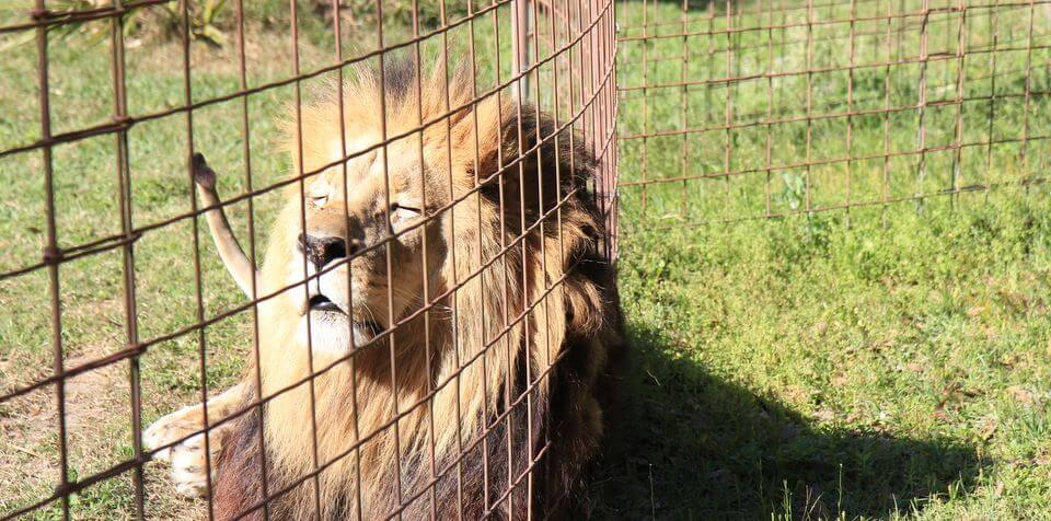 Lion sitting in the sun