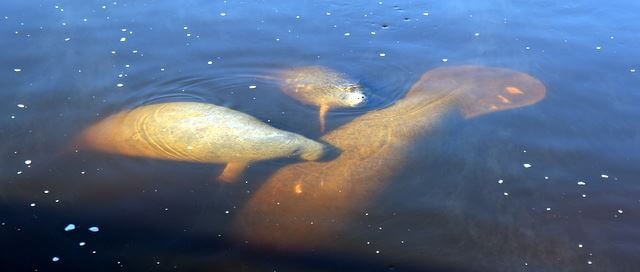 Manatee with two calfs