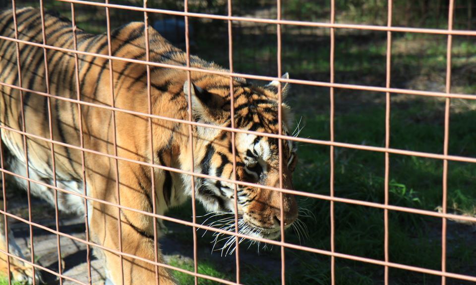 Tiger in a cage