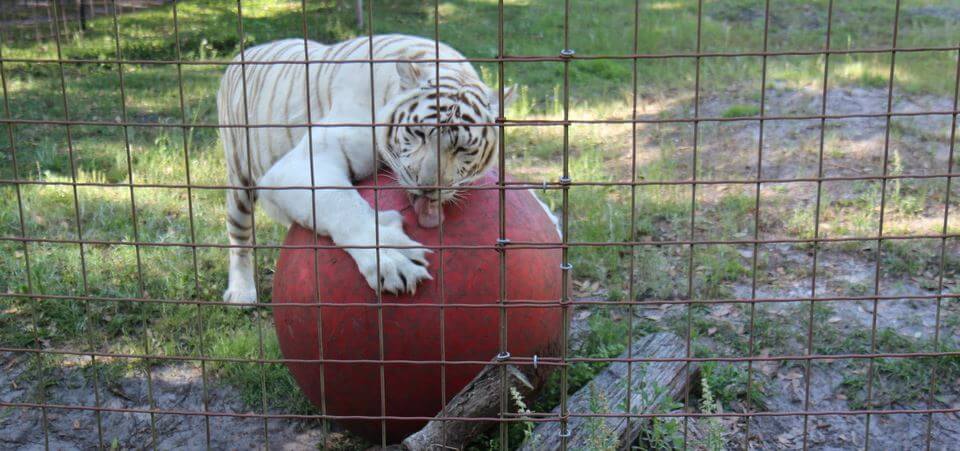 Liger playing with a red ball