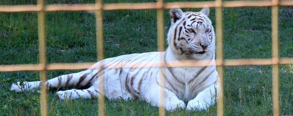 White liger in a cage