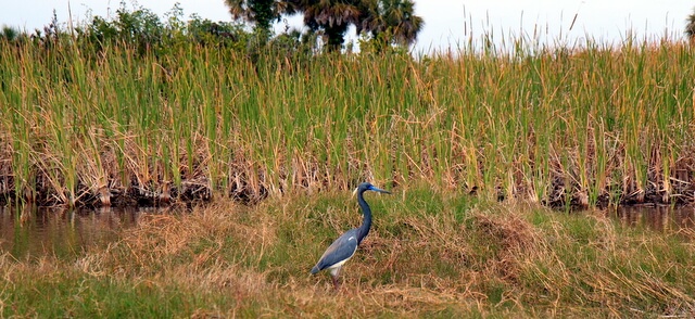 Bird in Everglades prairies