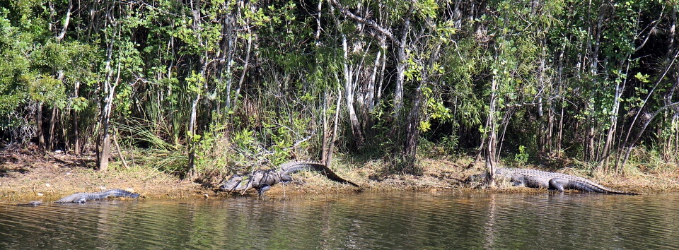 Everglades Alligators