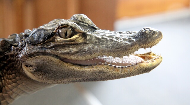 Everglades baby alligator
