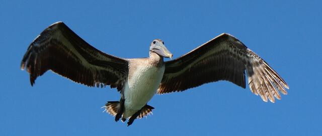 Everglades bird in flight