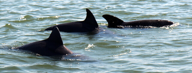 Everglades Dolphins