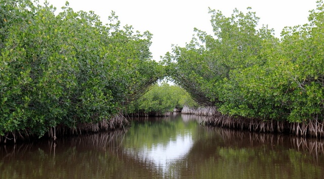 Everglades mangrove tunnel