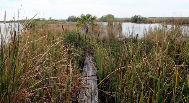 Everglades prairies