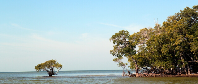 Florida Everglades Island