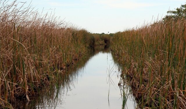 Grass tunnel Everglades prairies